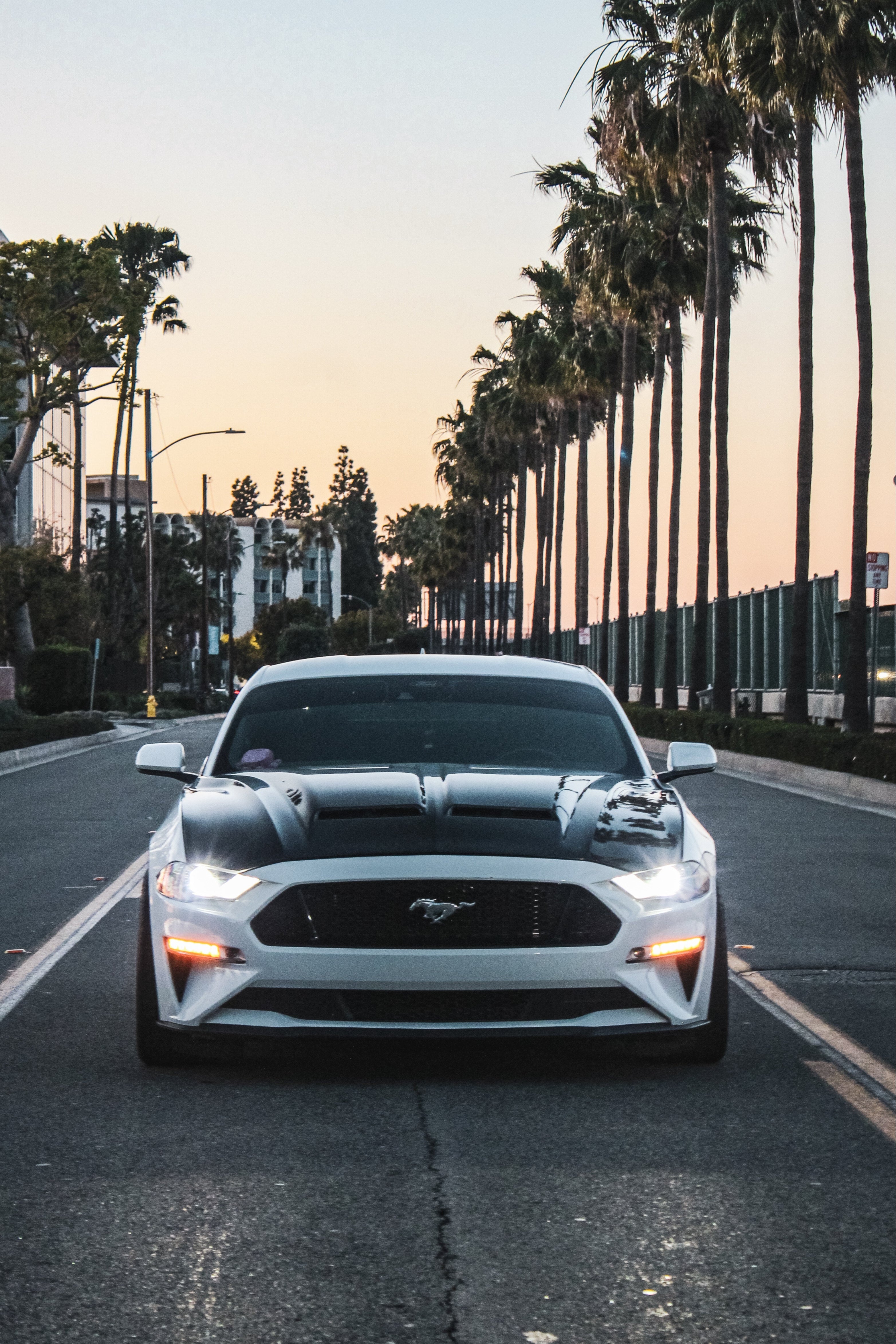 MUSTANG SUPER SNAKE CARBON FIBER HOOD